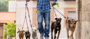 How Can I Design a Training Plan That Fits My Dog's Unique Needs? How Can I Design a Training Plan That Fits My Dog's Unique Needs?